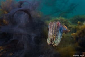 Australian Geographic Nature Photographer of the Year - Matty Smith - courtesy of South Australian Museum